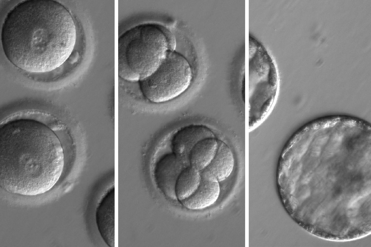 Embryonic evolution